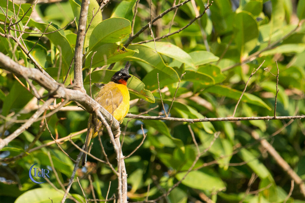 Bulbul à huppe noire