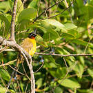 Bulbul à huppe noire