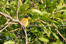 Bulbul à huppe noire