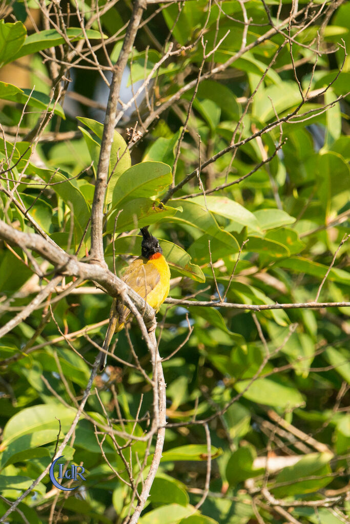 Black-crested Bulbul