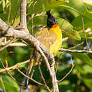Bulbul à huppe noire