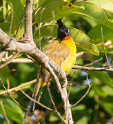 Bulbul à huppe noire