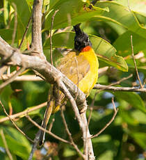 Bulbul à huppe noire