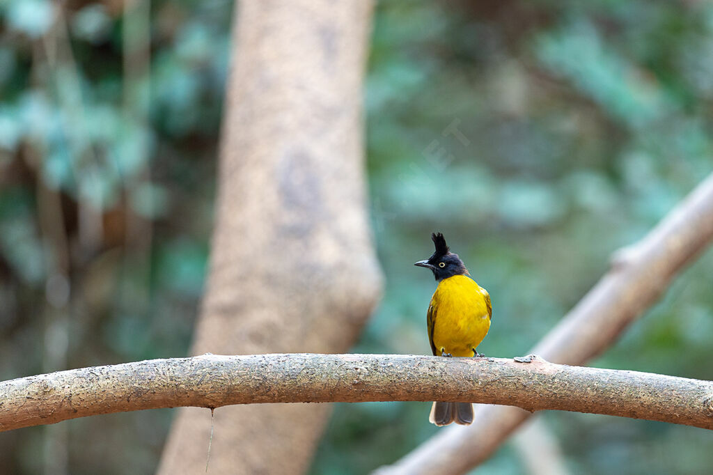 Black-crested Bulbul