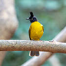 Bulbul à huppe noire