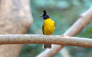 Bulbul à huppe noire