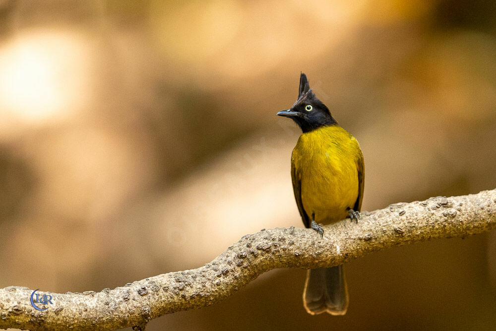 Bulbul à huppe noire