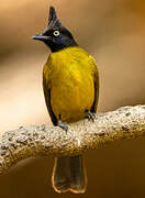 Black-crested Bulbul