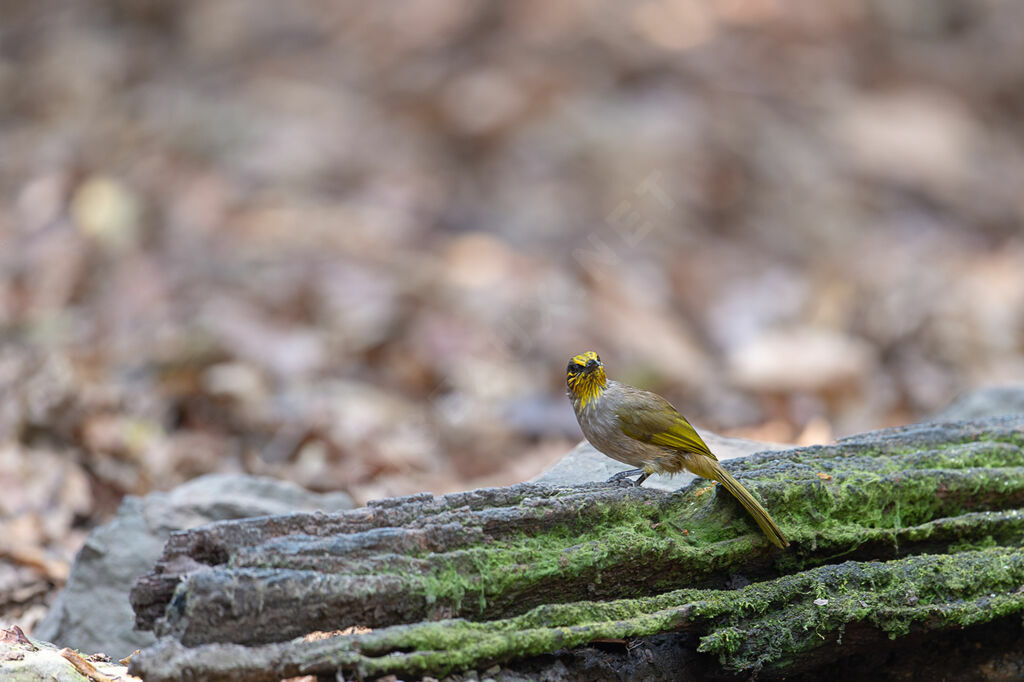 Stripe-throated Bulbul