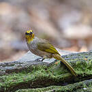 Bulbul de Finlayson