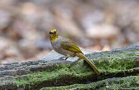 Stripe-throated Bulbul