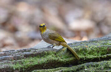 Bulbul de Finlayson