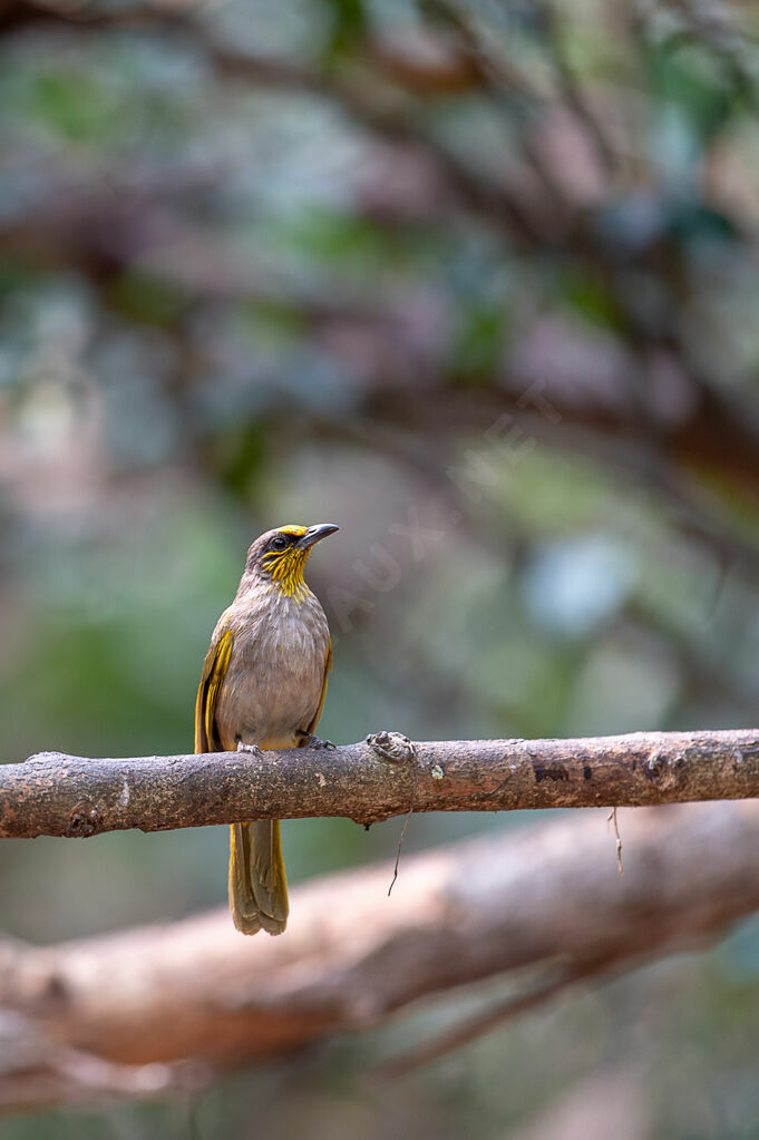 Stripe-throated Bulbul