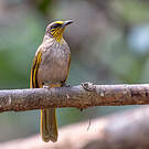 Bulbul de Finlayson