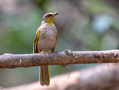 Stripe-throated Bulbul