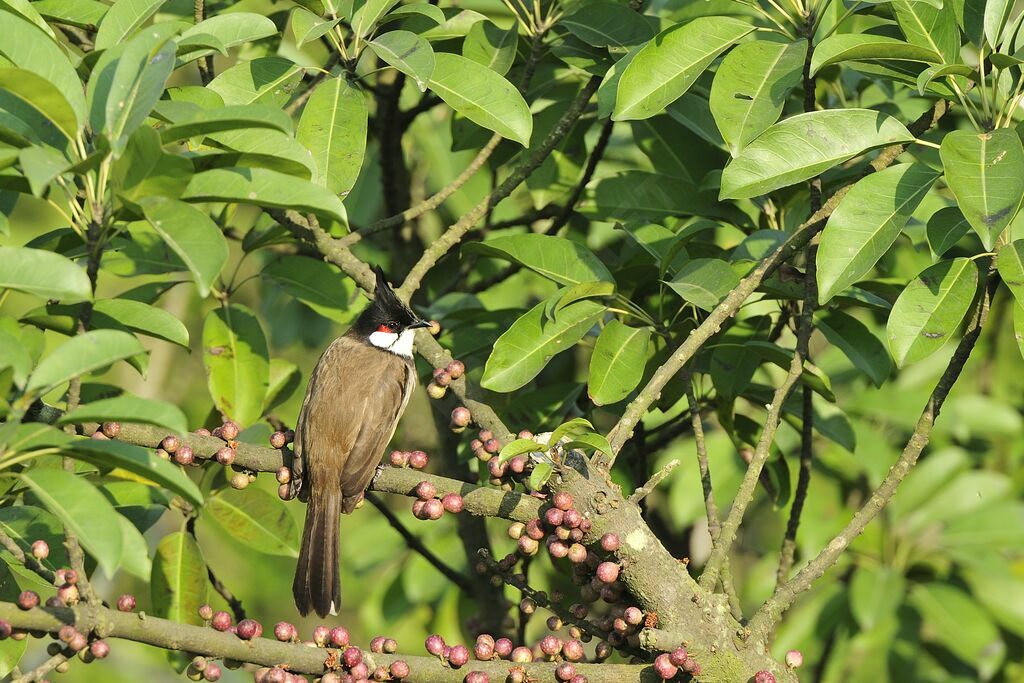 Red-whiskered Bulbul