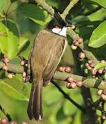 Red-whiskered Bulbul