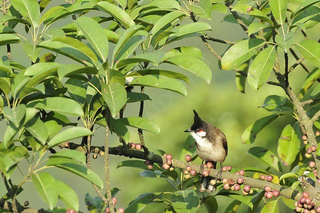 Red-whiskered Bulbul