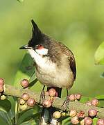 Red-whiskered Bulbul