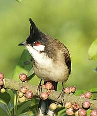 Bulbul orphée