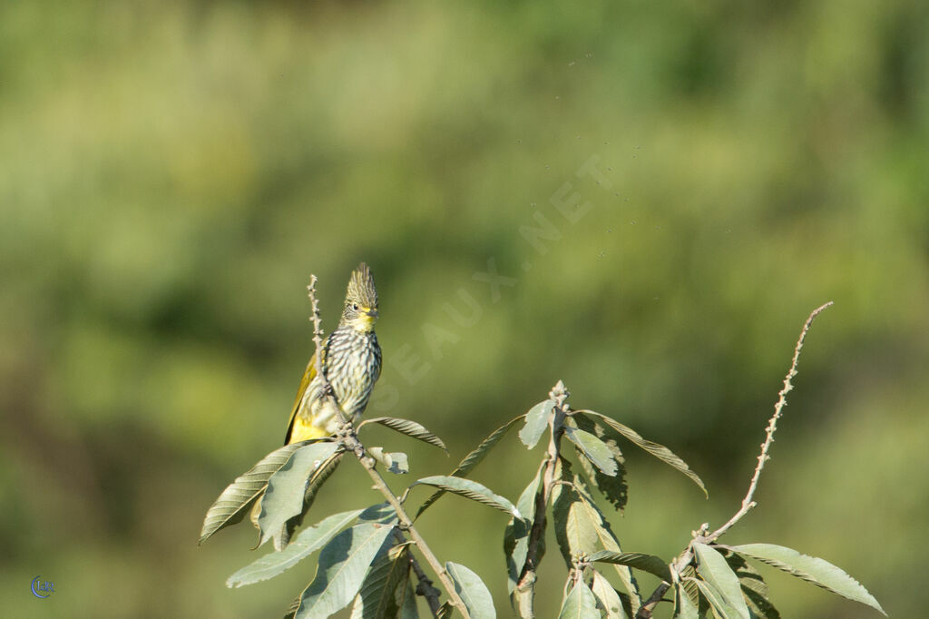 Striated Bulbul