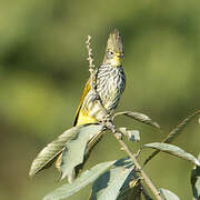 Striated Bulbul