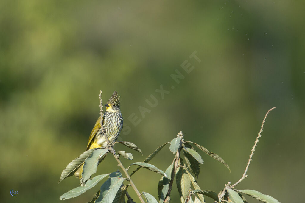 Bulbul strié