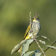 Striated Bulbul