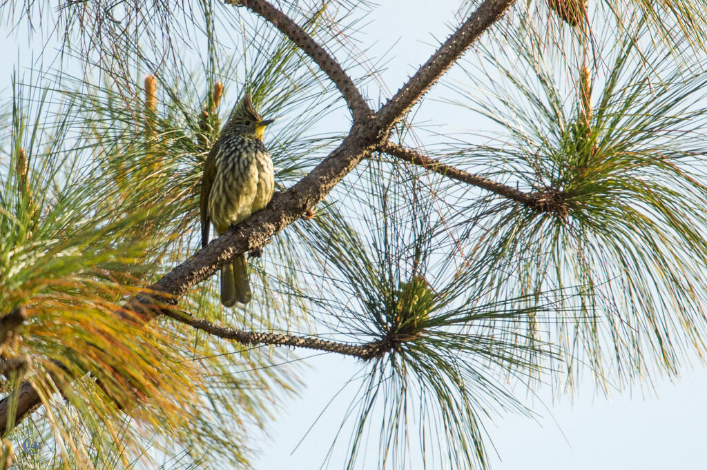 Striated Bulbul