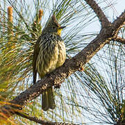 Striated Bulbul