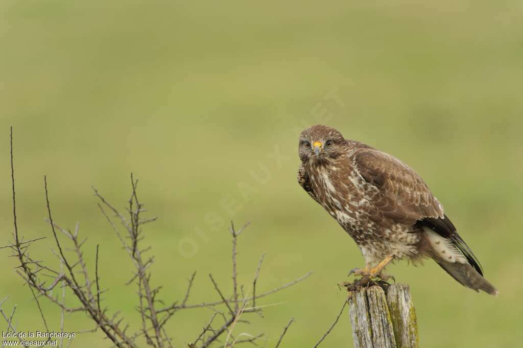 Buse variable2ème année, identification