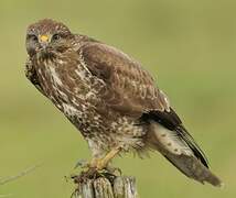 Common Buzzard