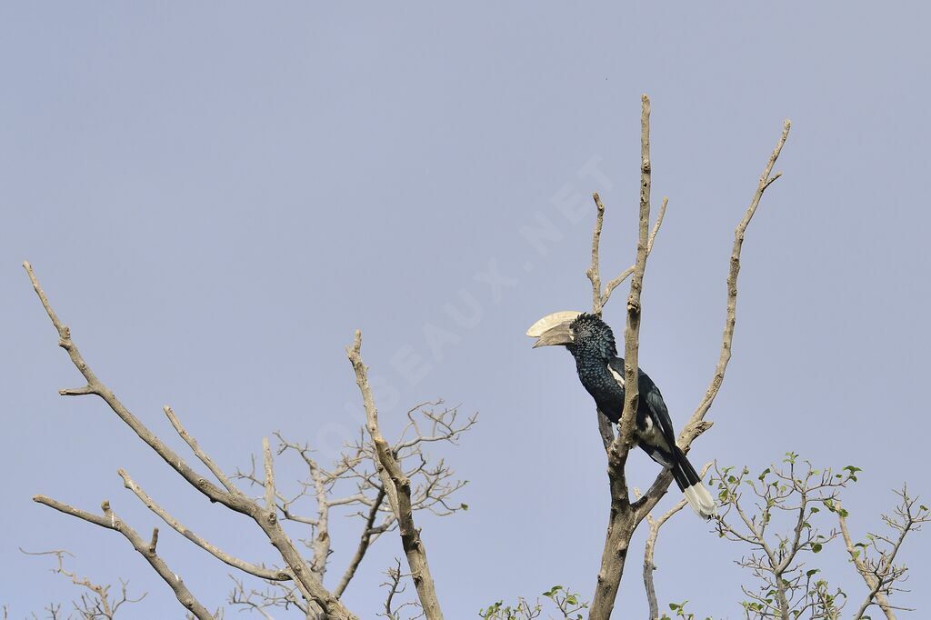 Silvery-cheeked Hornbill