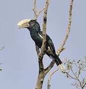 Silvery-cheeked Hornbill