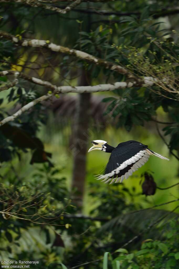 Calao pie mâle, habitat