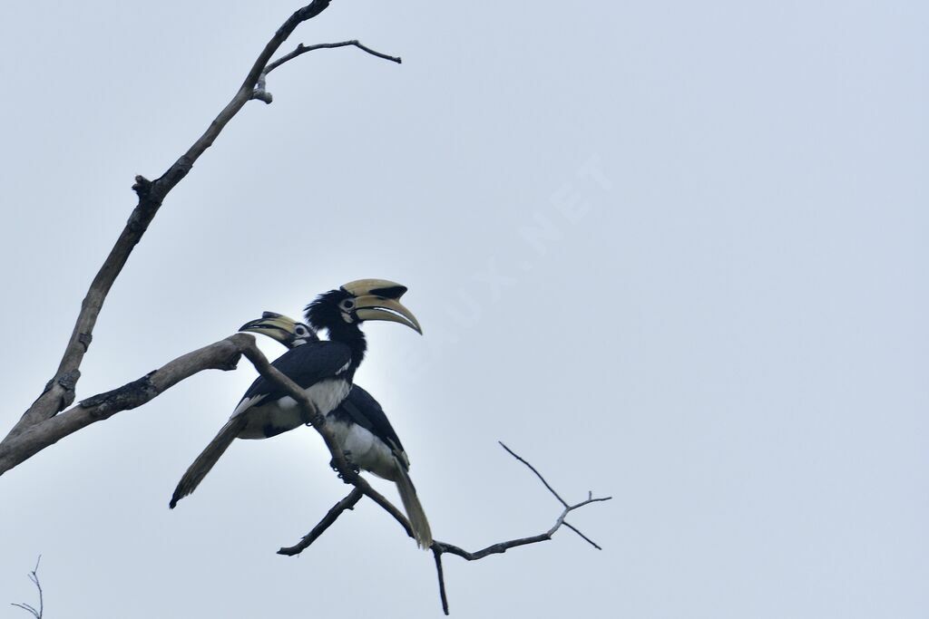 Oriental Pied Hornbill