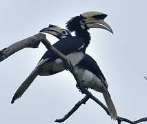 Oriental Pied Hornbill