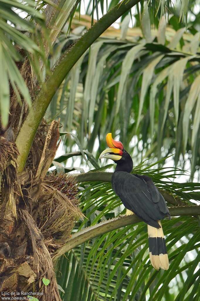 Calao rhinocéros mâle adulte, identification