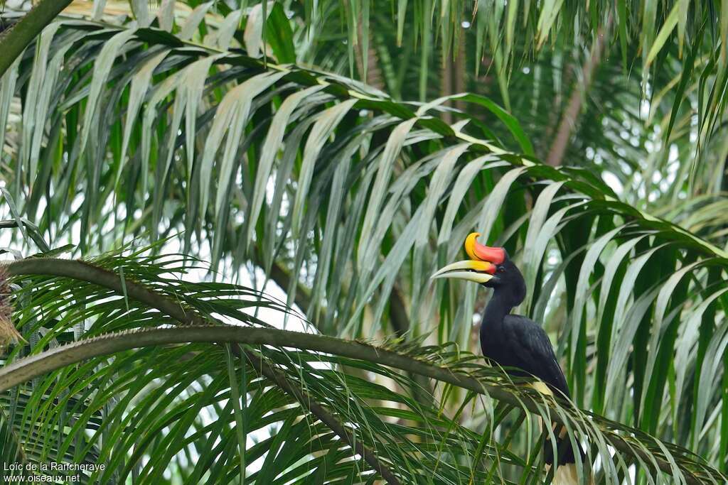 Rhinoceros Hornbill male adult