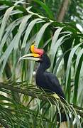 Rhinoceros Hornbill