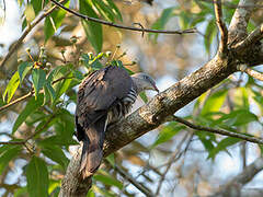 Mountain Imperial Pigeon