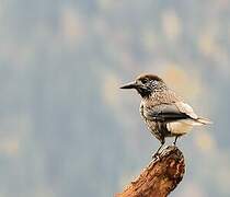 Spotted Nutcracker