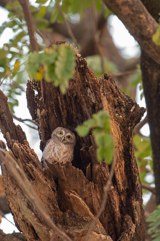 Spotted Owletjuvenile