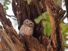 Spotted Owlet