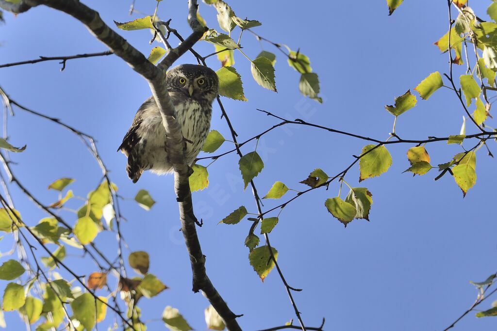 Eurasian Pygmy Owl