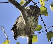 Eurasian Pygmy Owl