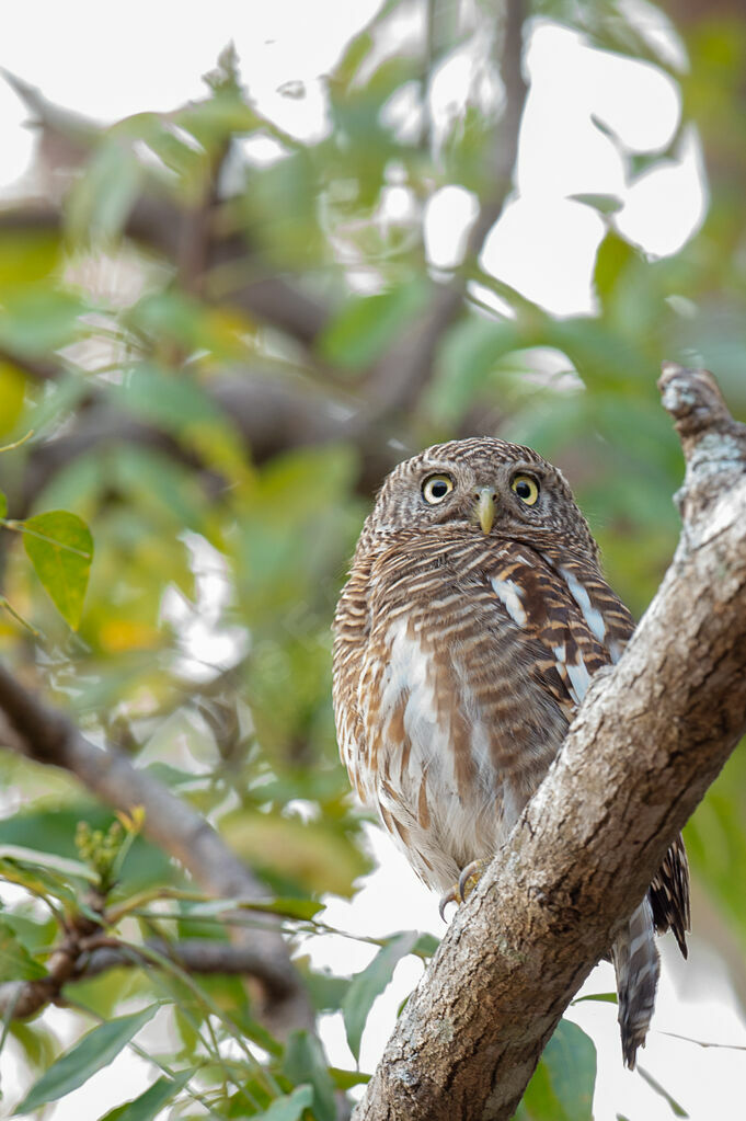 Jungle Owlet