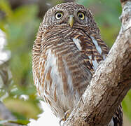 Jungle Owlet