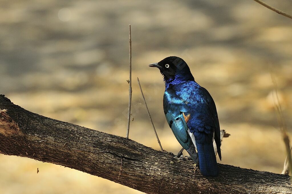 Superb Starling