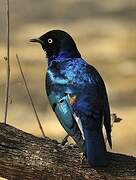 Superb Starling